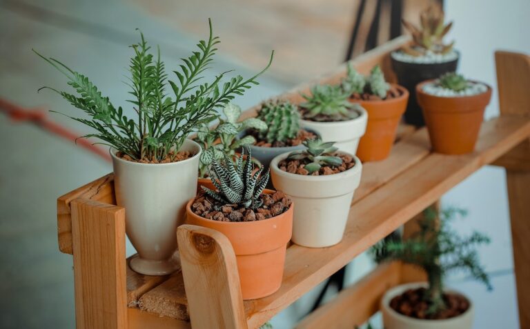 A wooden shelf is lined with pots of succulents and other potted houseplants