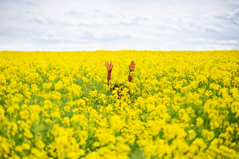 Two hands reach out from a bright yellow field of flowers