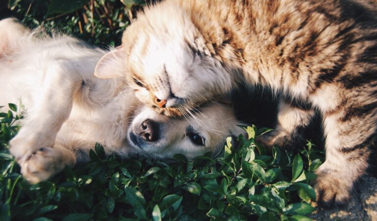 A cat and dog cuddle in grass.